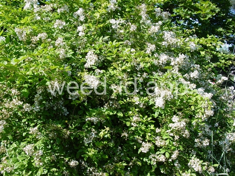 rose, multiflora